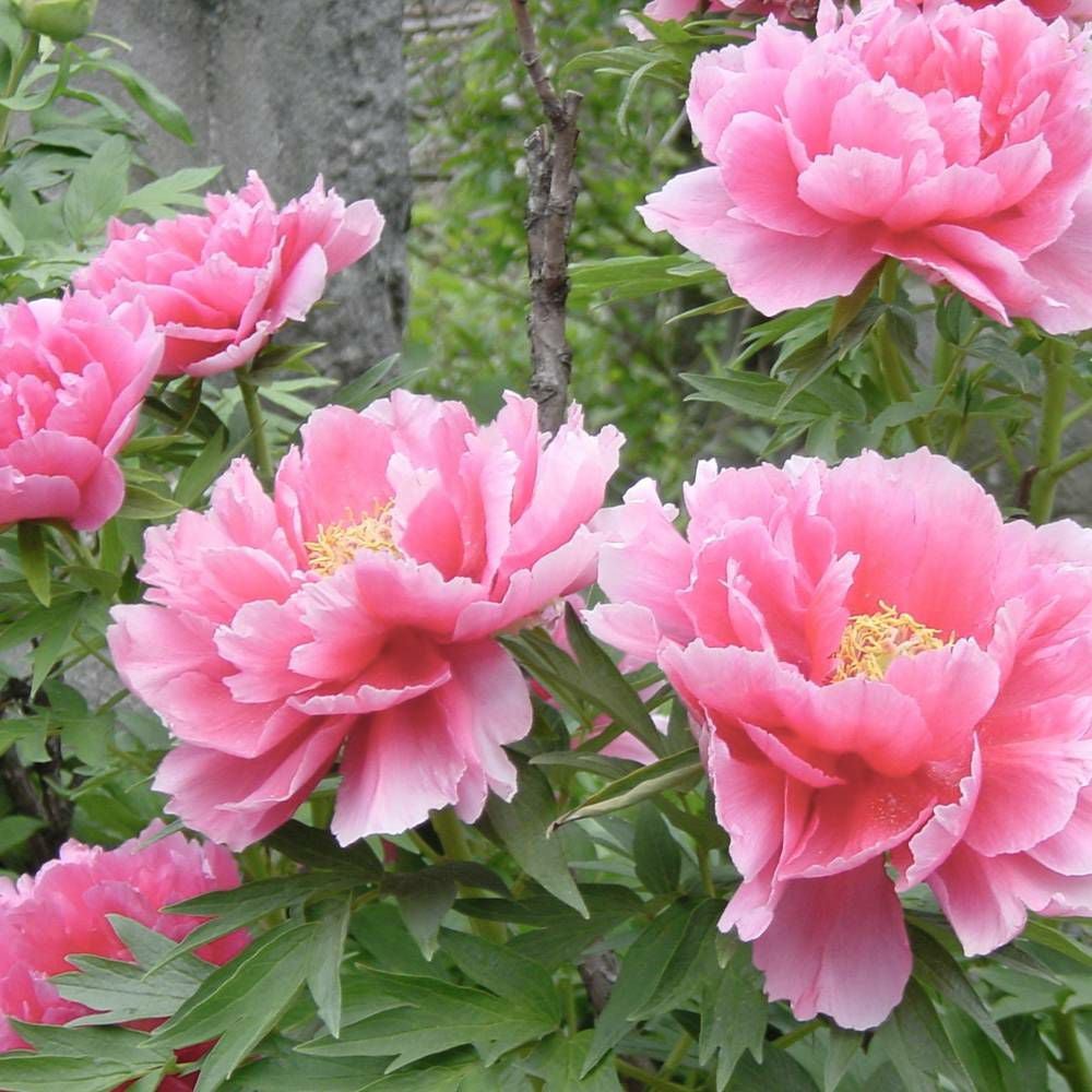 牡丹 関西明石潟 苗 販売 苗木部 By 花ひろばオンライン