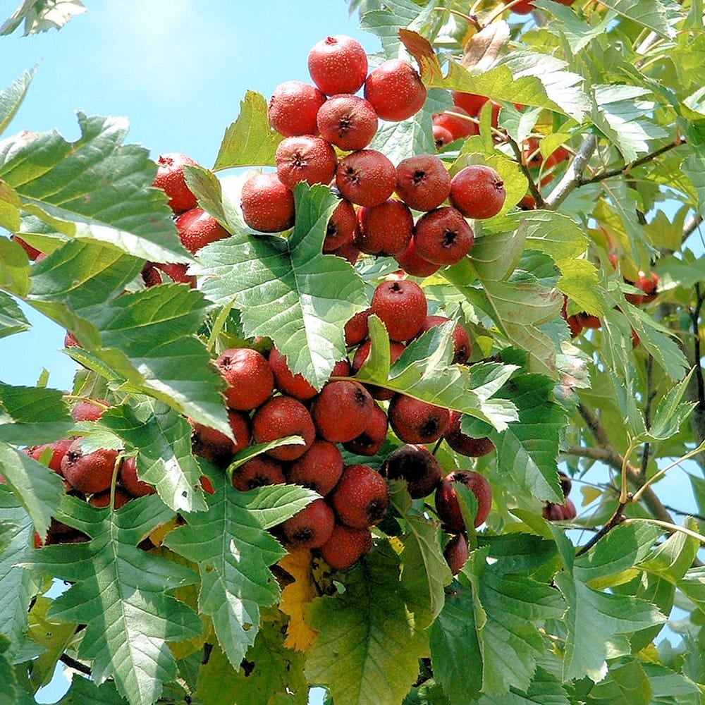 サンザシ 西安 苗 販売 苗木部 By 花ひろばオンライン