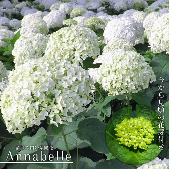 B アジサイ株分け充実苗 白いアメリカ紫陽花 アナベル抜き苗 アメリカアジサイ 苗 育て方 苗木部 By 花ひろばオンライン