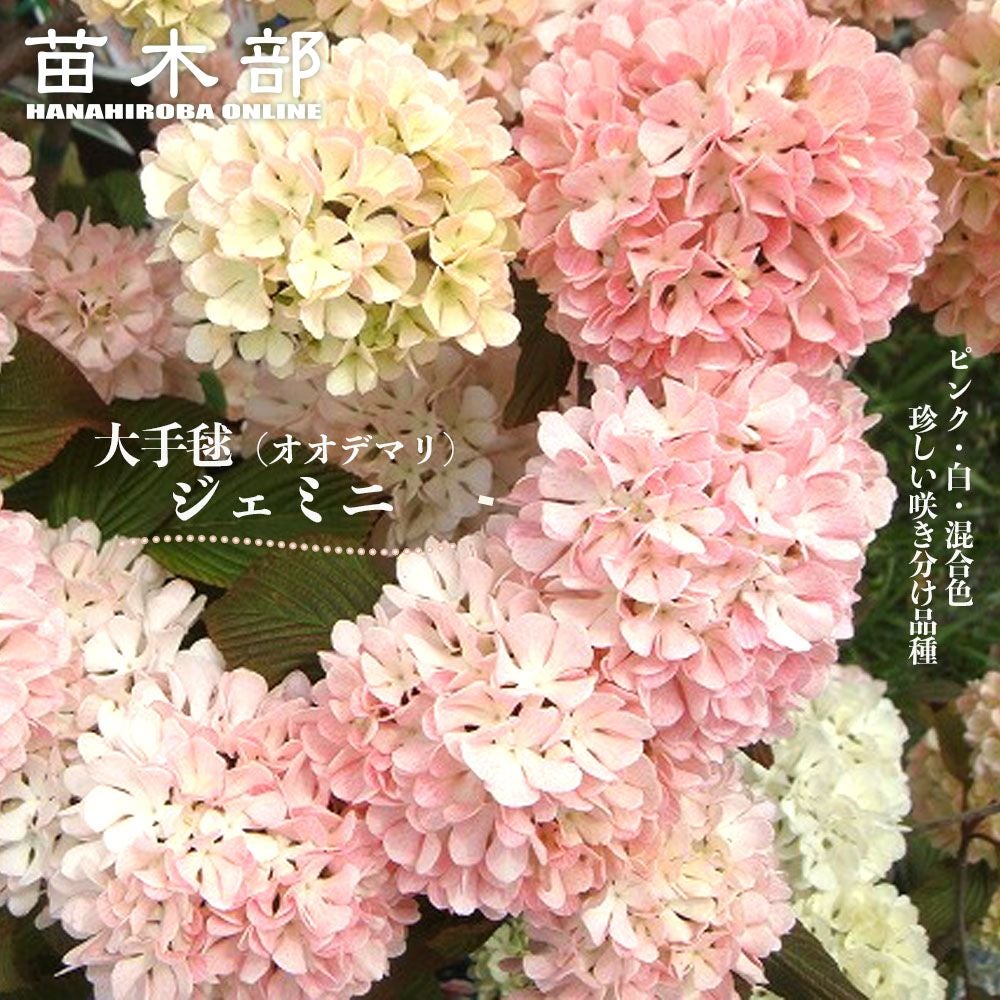 カカオ トリニタリオ種 オバリータ ロサ 苗 販売 苗木部 By 花ひろば