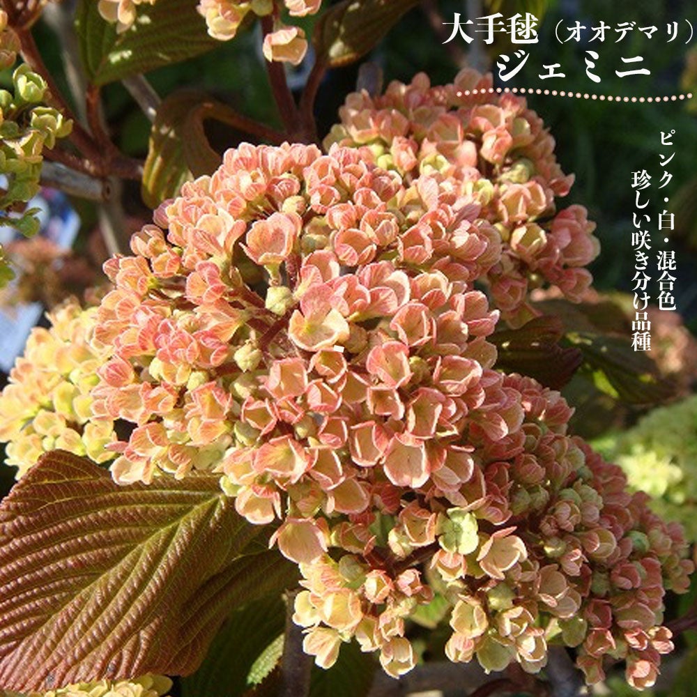 000000057241-02.jpg?size=l&w=