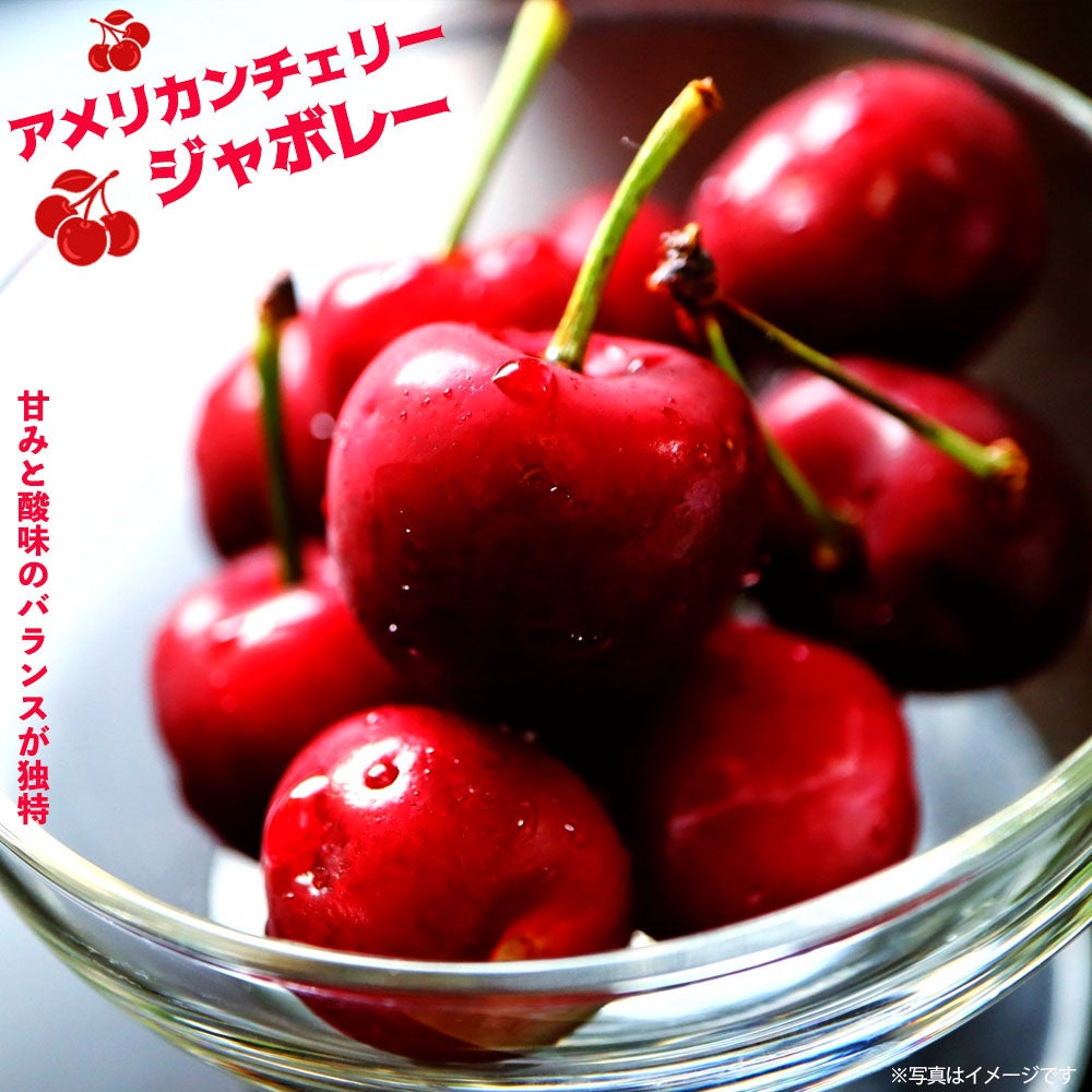 アメリカンチェリー 苗 【ジャボレー】 1年生接木苗