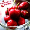 アメリカンチェリー 苗 【ジャボレー】 1年生接木苗