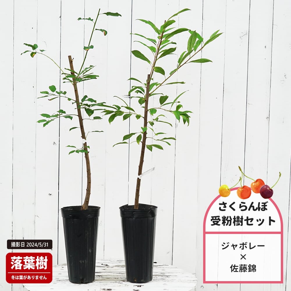 アメリカンチェリー 苗 【ジャボレー】 1年生接木苗 受粉樹セット(佐藤錦)