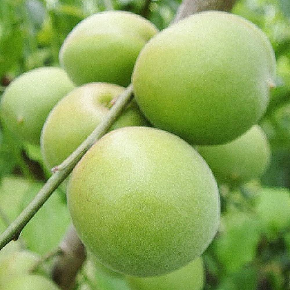 梅 金紅梅