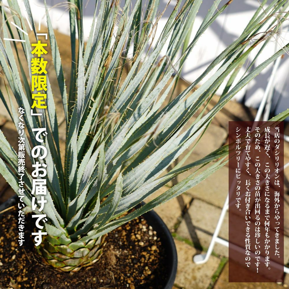 ダシリリオン ウィーレリ 苗 販売 苗木部 By 花ひろばオンライン