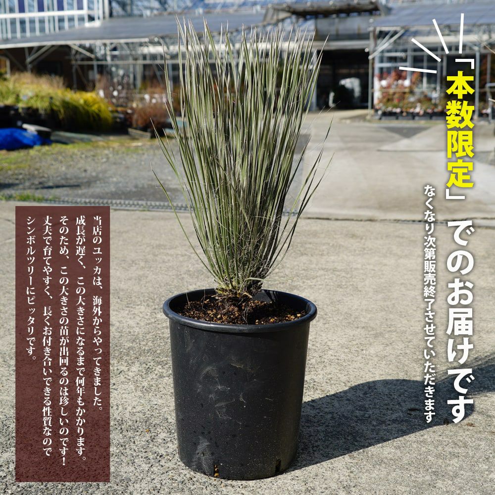 000000057384-02.jpg?size=l&w=