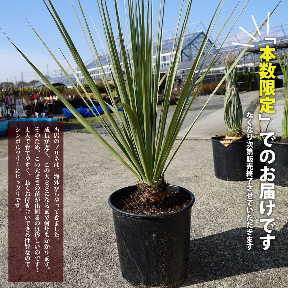 【現品】ノリナ・ネルソニー　9号　B番 ノリナ「ネルソニー」 Nolina nelsonii - amiamie Australia