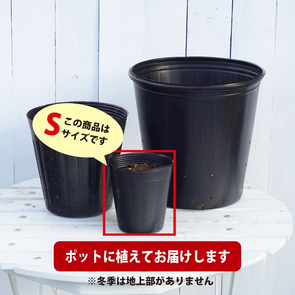 天然　日本ツルニンジン　3点まとめ売り4.5キロごえ 000000057434-03.jpg?size=l&w=