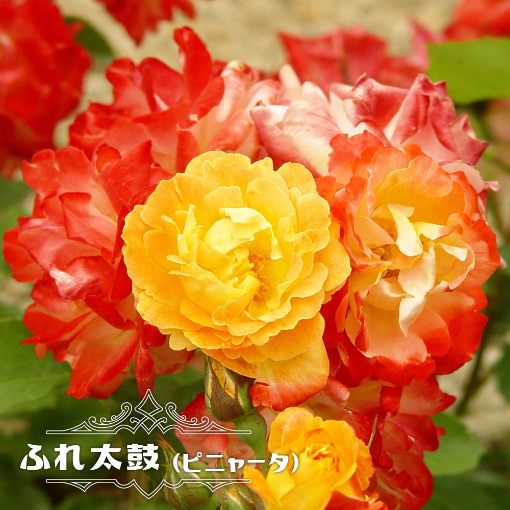 000000057553-01.jpg?size=l&w=