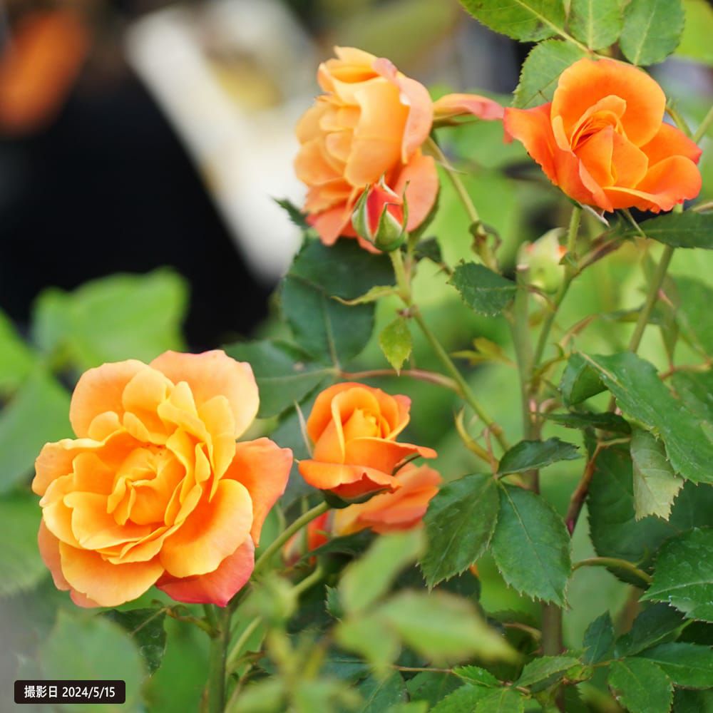 000000057575-03.jpg?size=l&w=