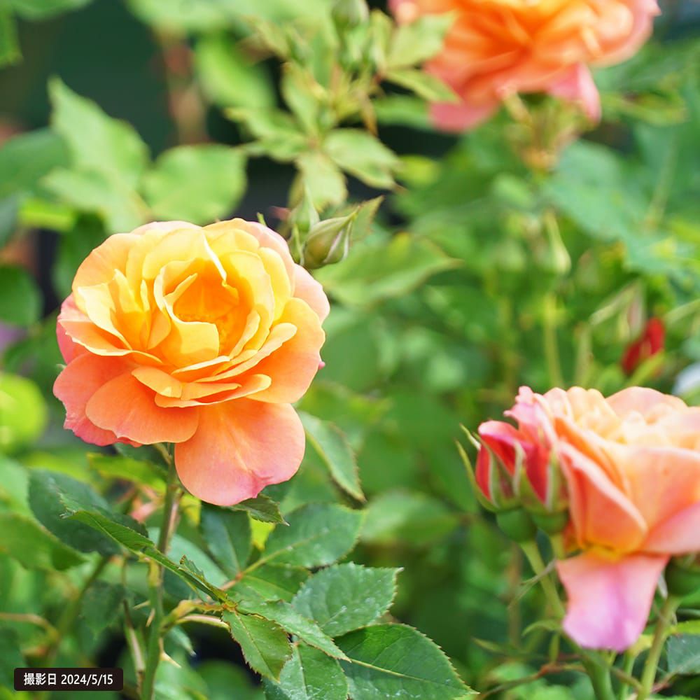 バラ ディズニーランドローズ FL フロリバンダ 苗 通販 苗木部 By 花