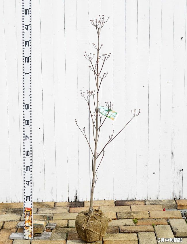 花水木 白花ハナミズキ 苗 販売 苗木部 By 花ひろばオンライン