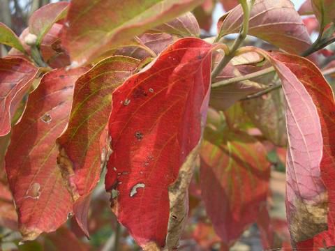 花水木 白花ハナミズキ 苗 販売 苗木部 By 花ひろばオンライン