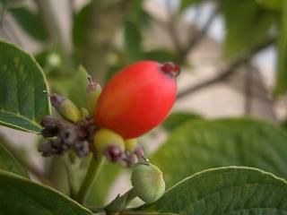 花水木 白花ハナミズキ 苗 販売 苗木部 By 花ひろばオンライン