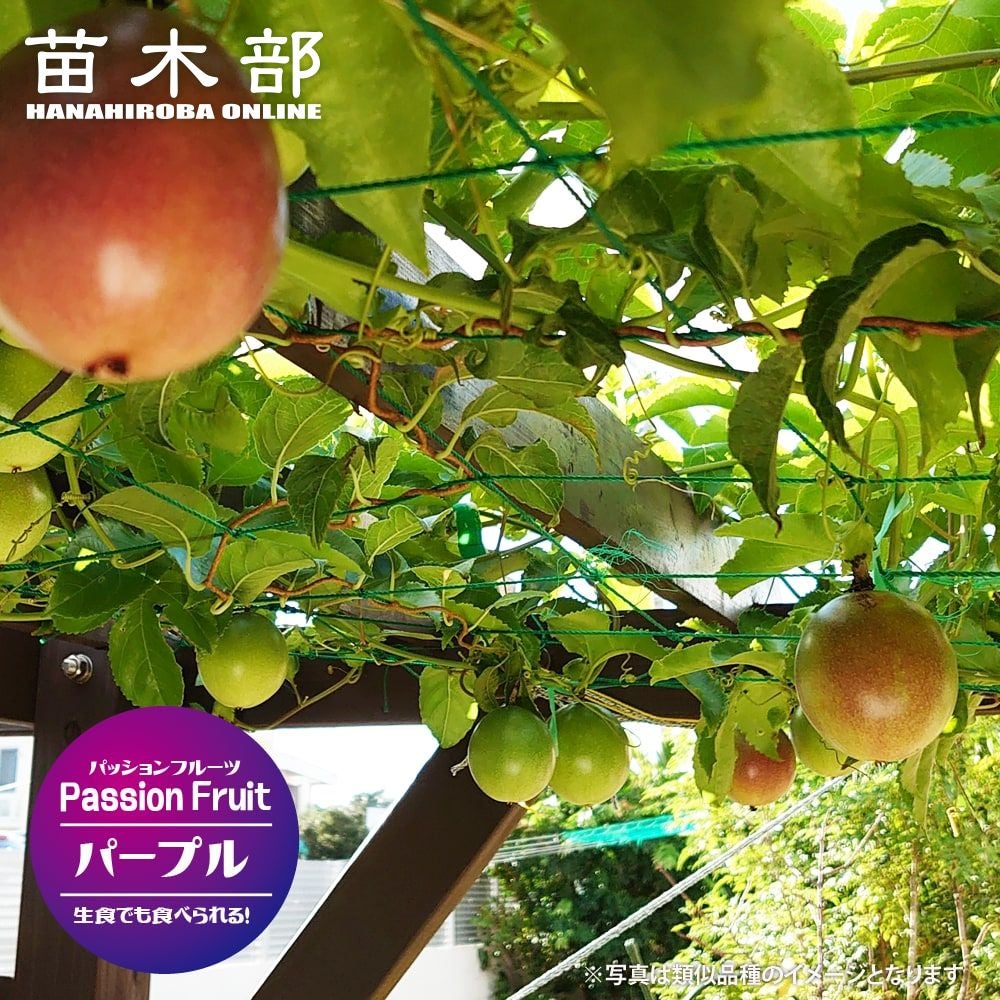 000000057705-01.jpg?size=m&w=