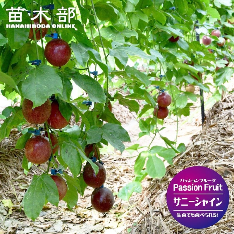 サニーシャイン 赤紫系 苗 販売 苗木部 By 花ひろばオンライン 4株パッションフルーツ苗赤紫黄色
