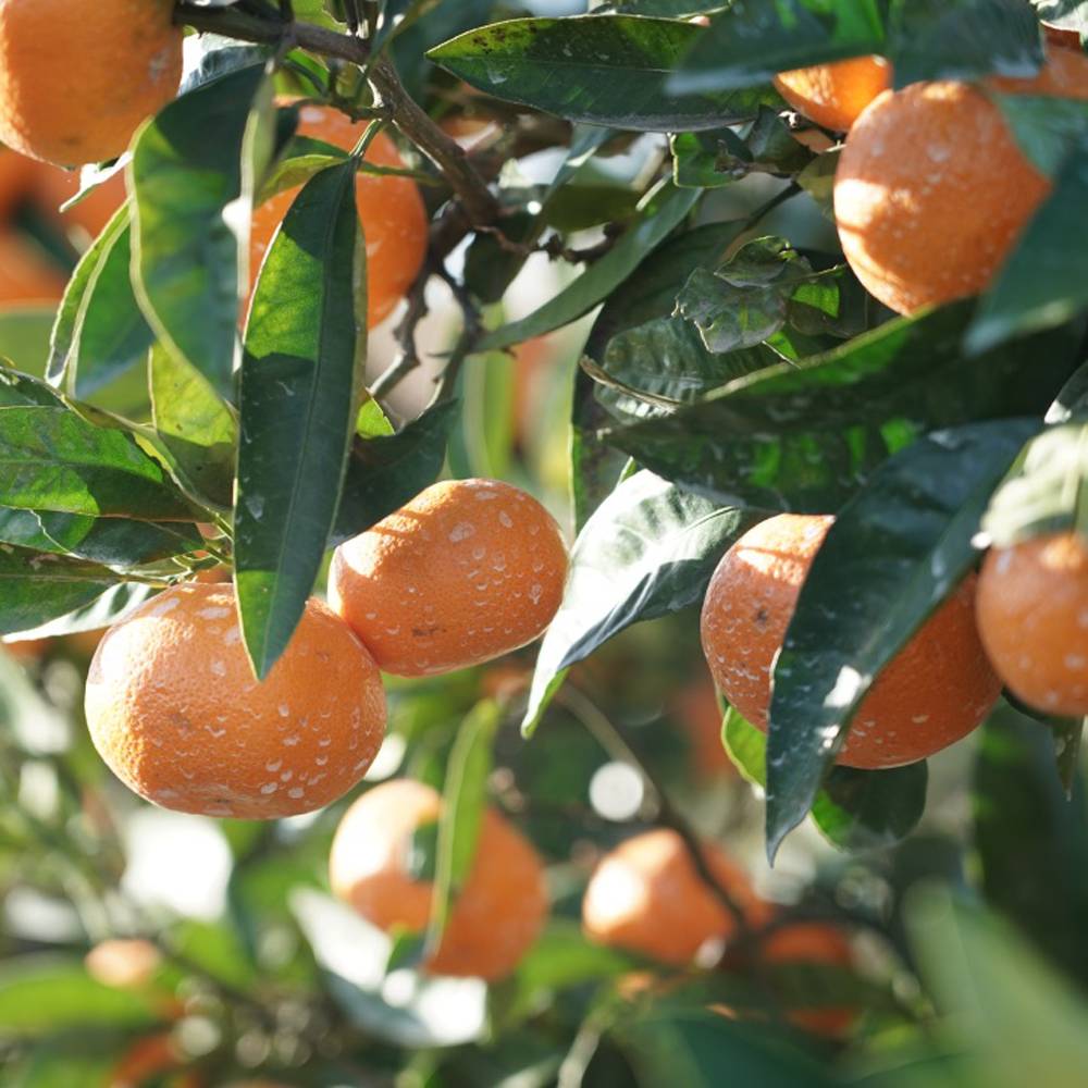 000000057887-06.jpg?size=l&w=