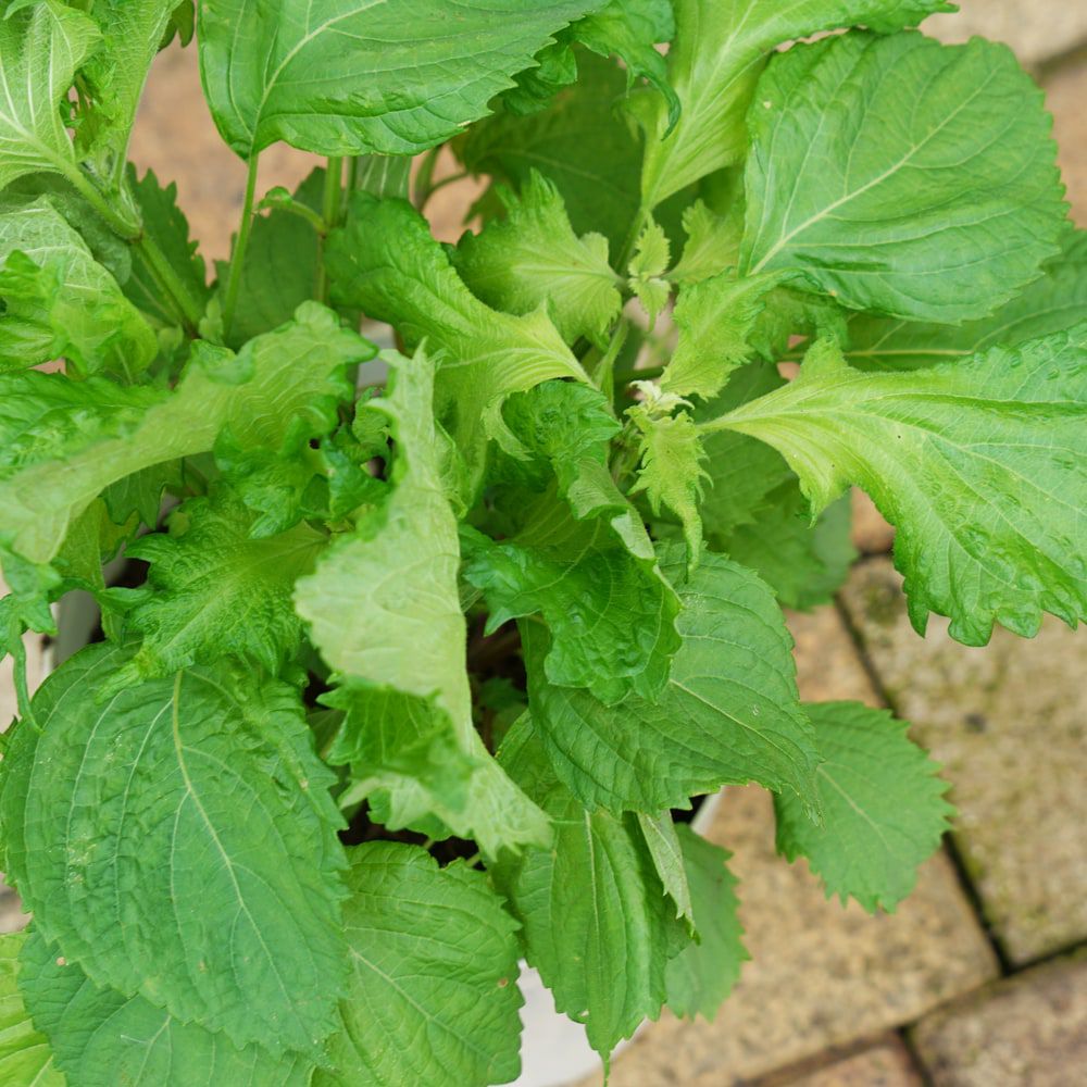 000000058312-02.jpg?size=l&w=