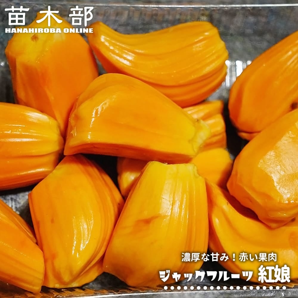 マラン 苗 販売 苗木部 By 花ひろばオンライン