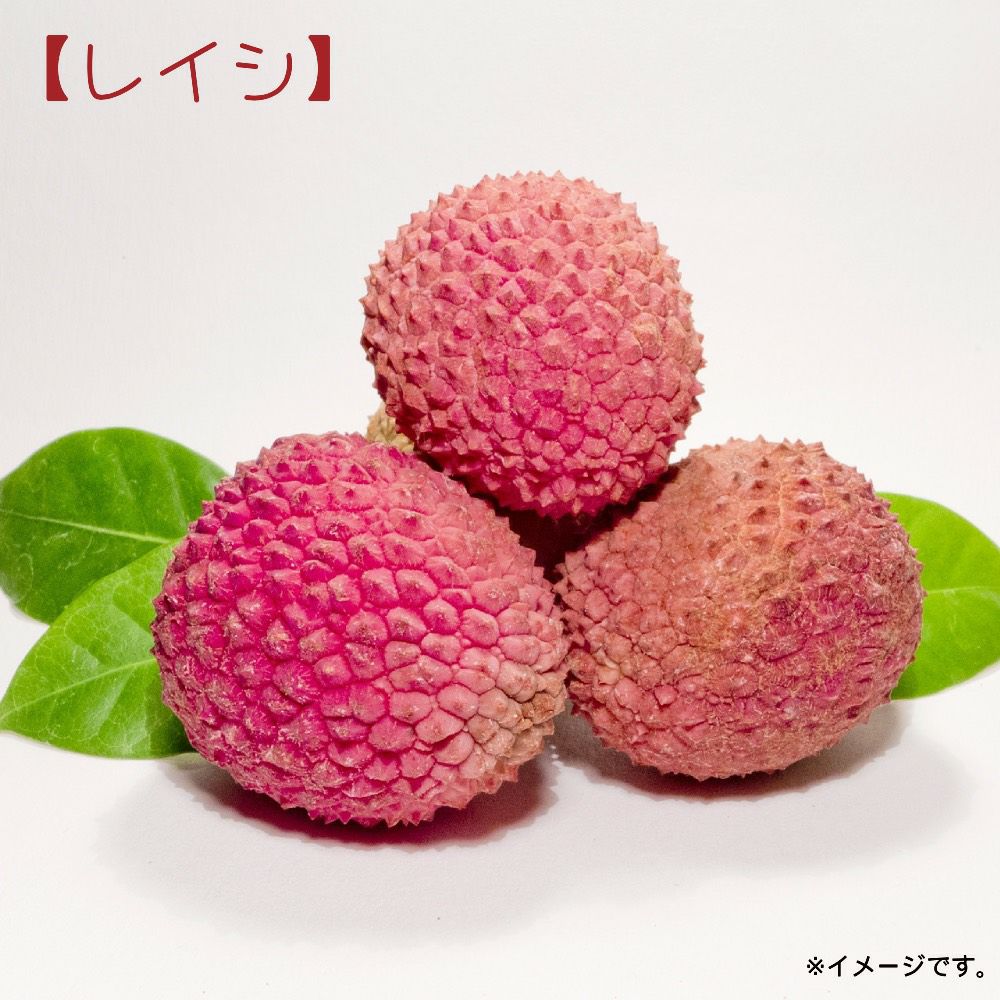 レイシ・ライチ ノーマイチ、糯米 苗 販売 苗木部 By 花ひろばオンライン