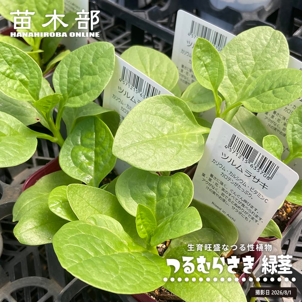 野菜苗・葉物野菜｜野菜苗｜苗木部 本店｜花ひろばオンライン