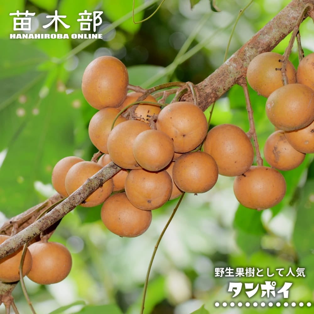 メルモ　果樹苗 6本セット 果樹苗 | 苗木部 本店 By 花ひろばオンライン