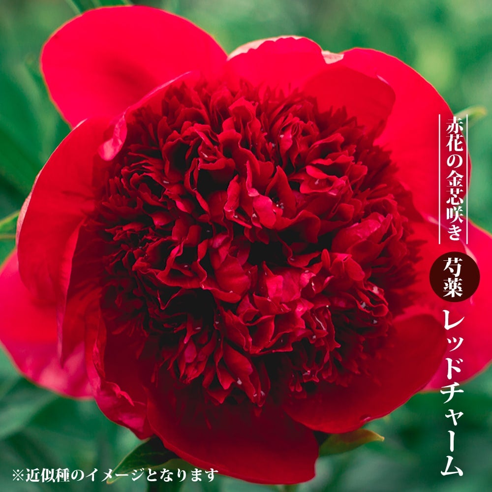 000000059129-01.jpg?size=l&w=