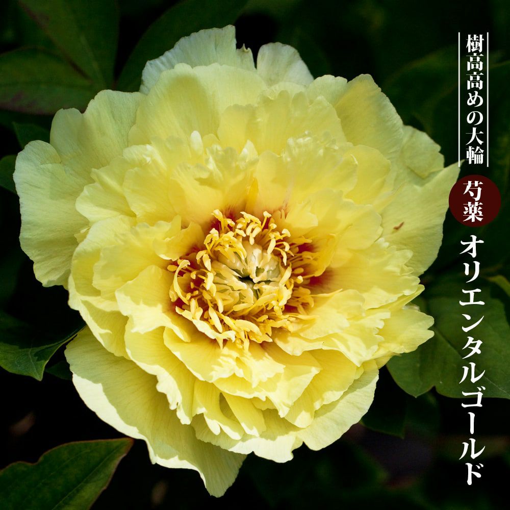 000000059384-01.jpg?size=l&w=