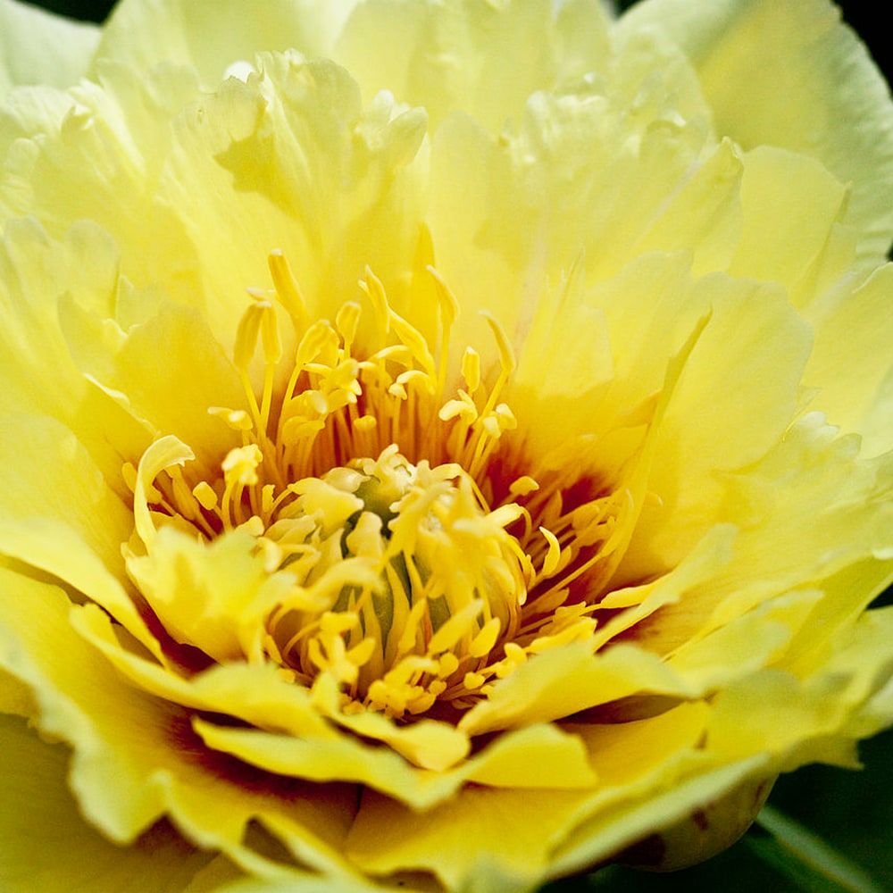 芍薬 オリエンタルゴールド 苗 通販 苗木部 By 花ひろばオンライン