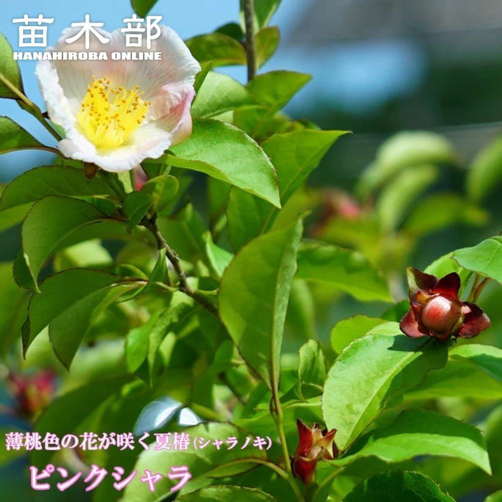 000000059587-01.jpg?size=m&w=