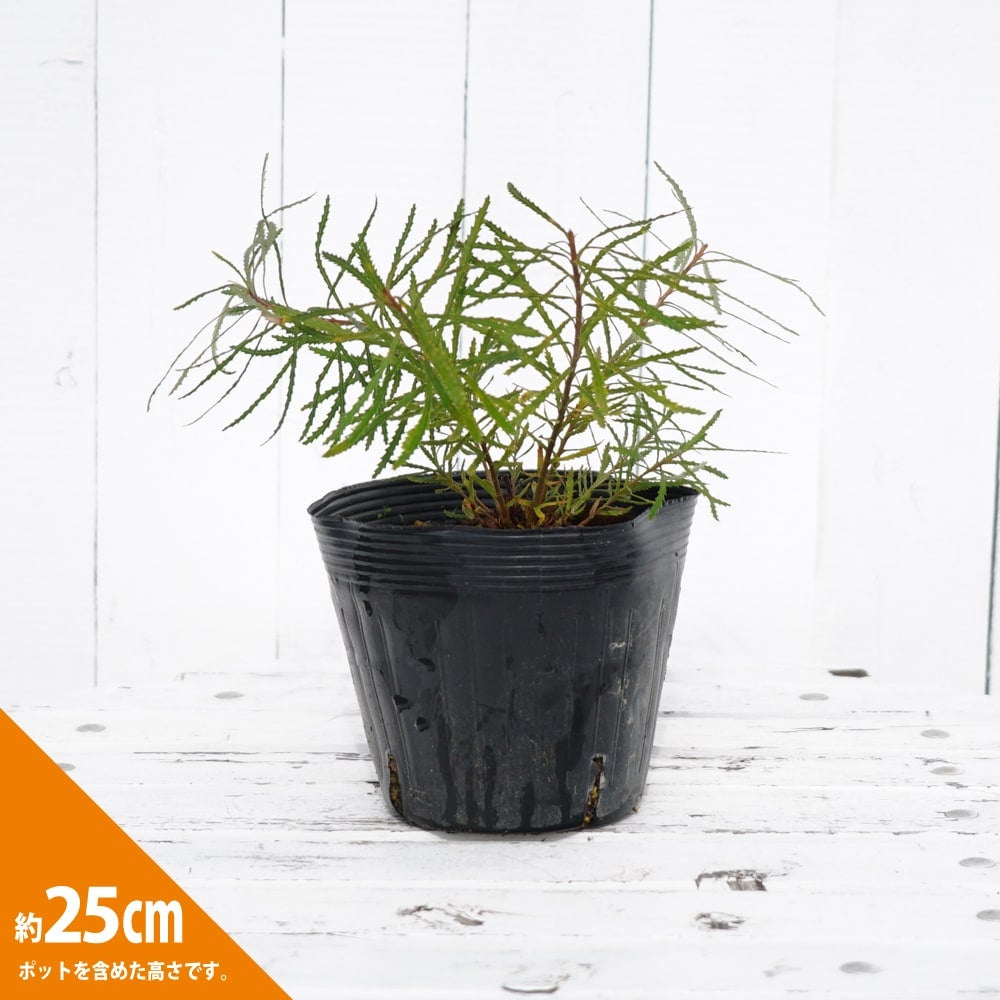 000000059646-02.jpg?size=l&w=