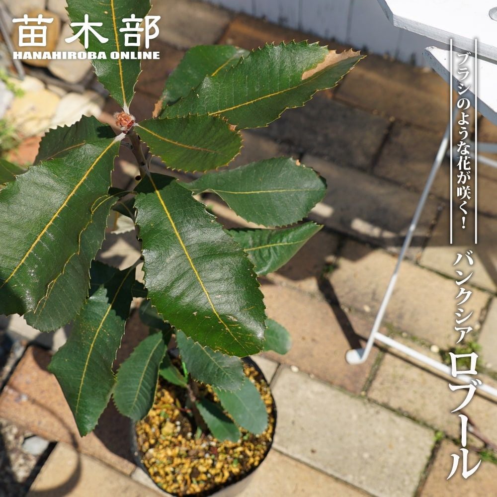 ノウゼンカズラ 苗 販売 苗木部 By 花ひろばオンライン