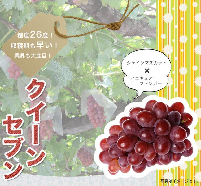 ブドウ 欧米雑種 クイーンセブン 苗 販売 苗木部 By 花ひろばオンライン