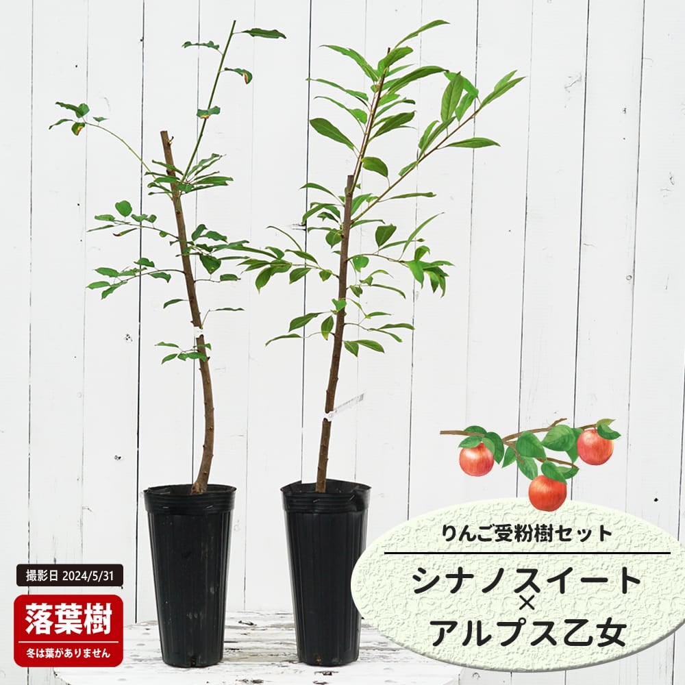 りんご シナノスイートとアルプス乙女の受粉樹セット