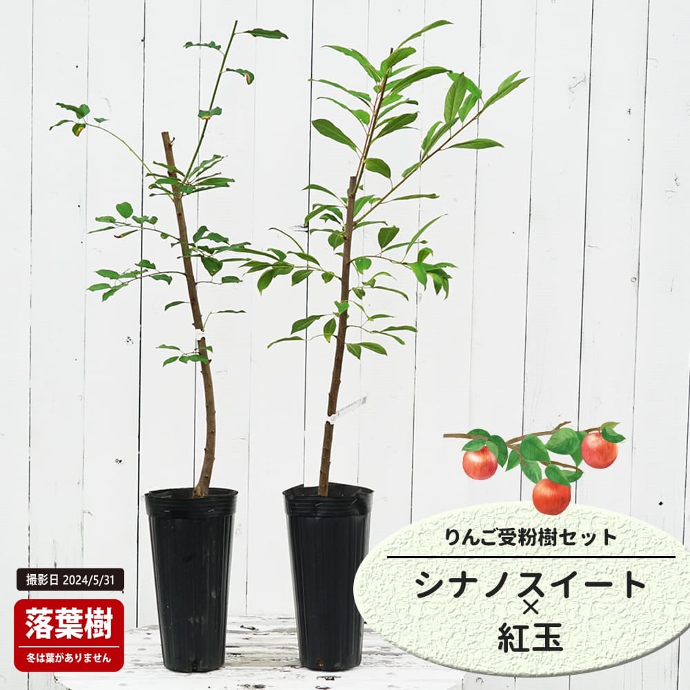 りんご シナノスイートと紅玉の受粉樹セット