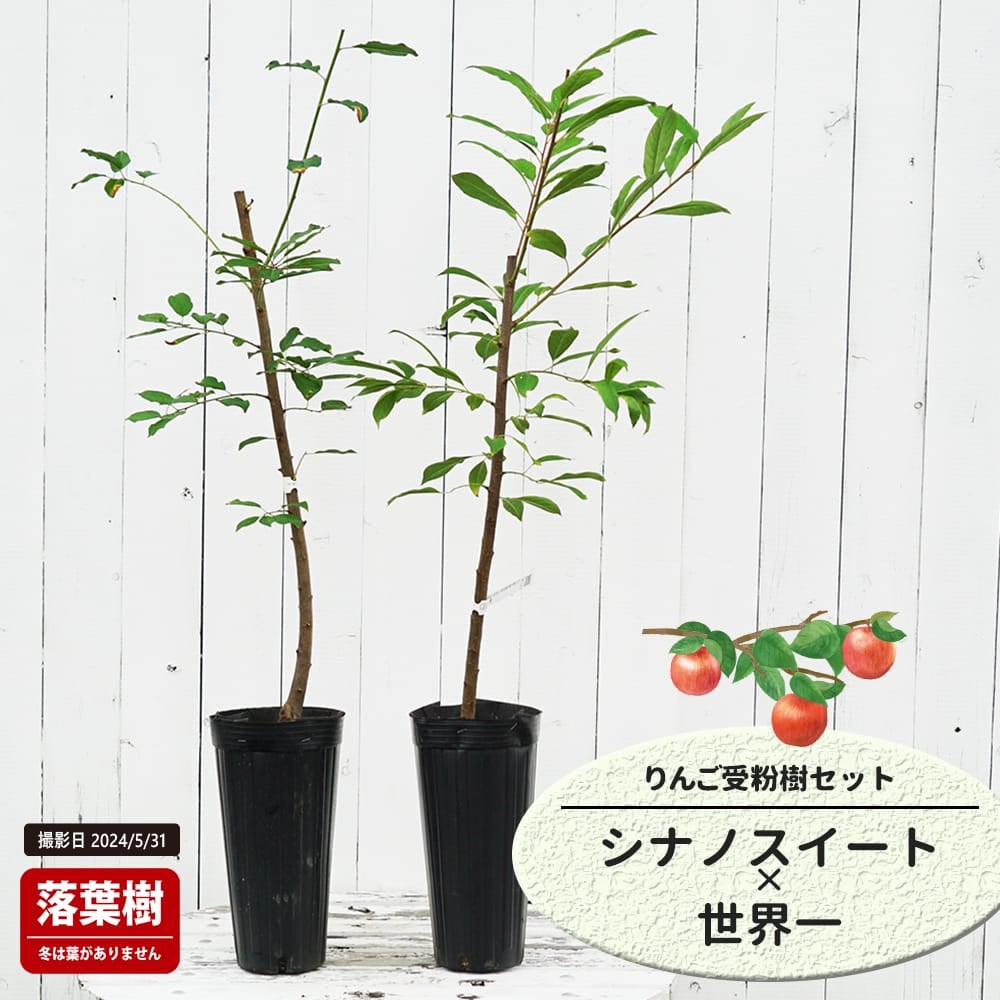 りんご シナノスイートと世界一の受粉樹セット