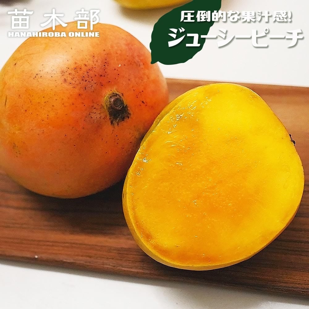 品種名なし　黄色い実のなるマンゴー苗　実付き　10号サイズ マンゴー クイニー 苗 販売 苗木部 By 花ひろばオンライン