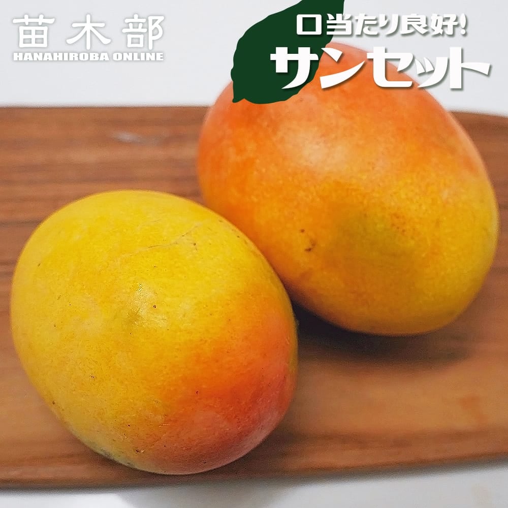 熱帯果樹の苗木｜マンゴー｜苗木部 本店｜花ひろばオンライン