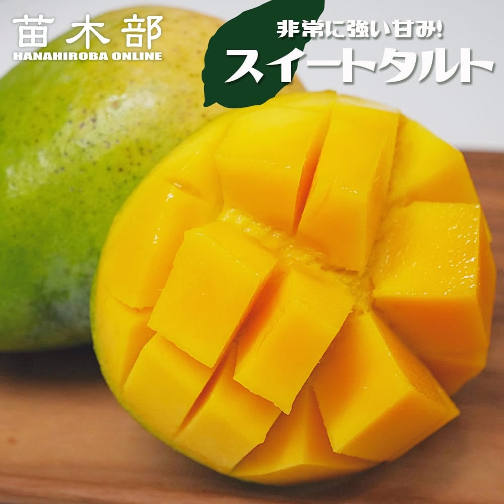 熱帯果樹の苗木｜マンゴー｜苗木部 本店｜花ひろばオンライン