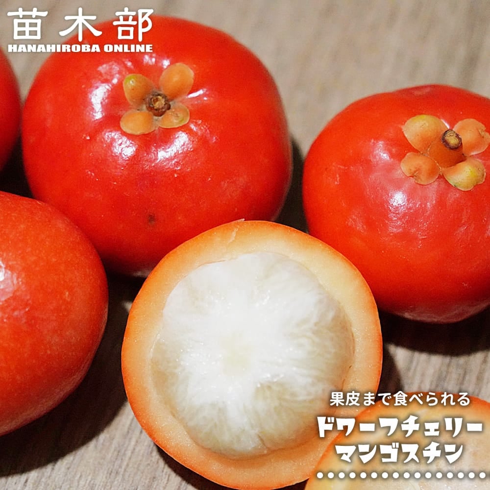 熱帯果樹の苗木｜苗木部 本店｜花ひろばオンライン