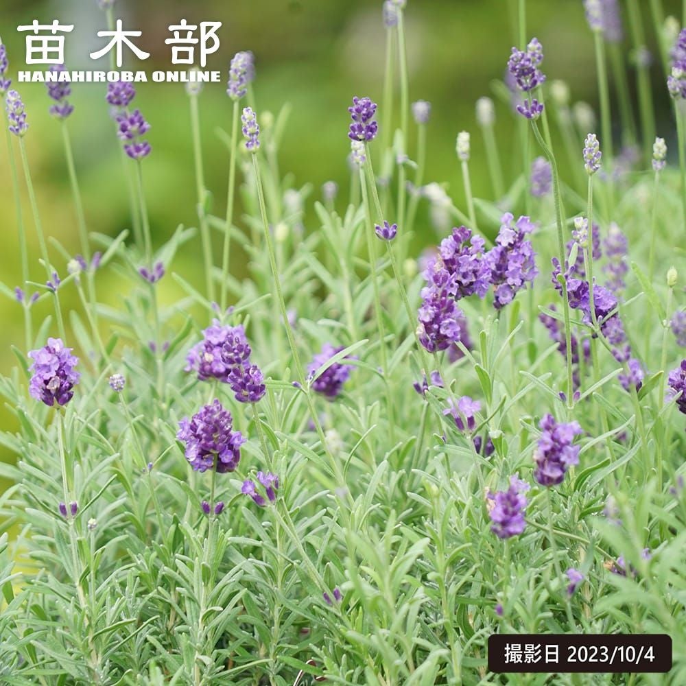 000000060219-01.jpg?size=l&w=