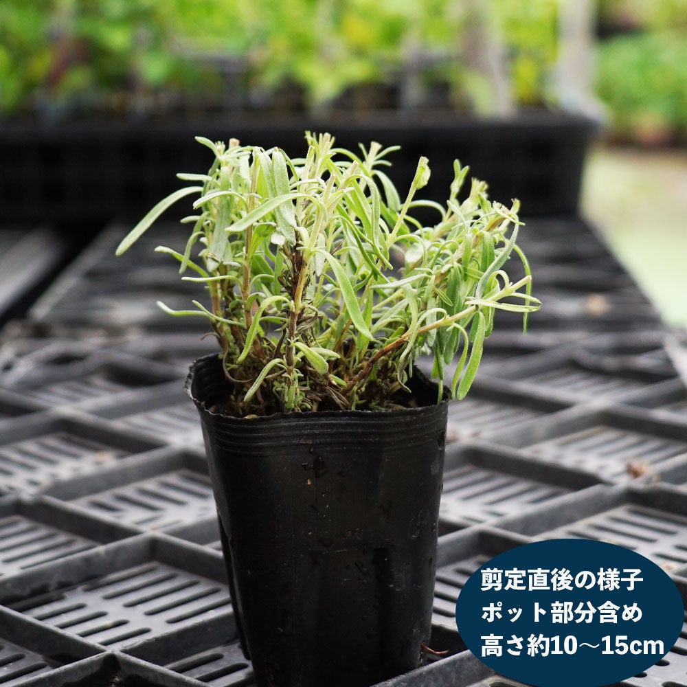 ラベンダー アヴィニョン アーリーブルー アングスティフォリア系 苗