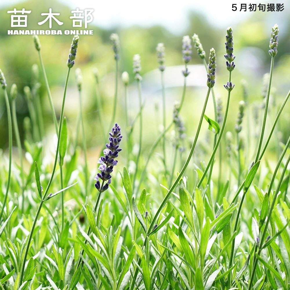 ラベンダー アヴィニョン アーリーブルー アングスティフォリア系 苗