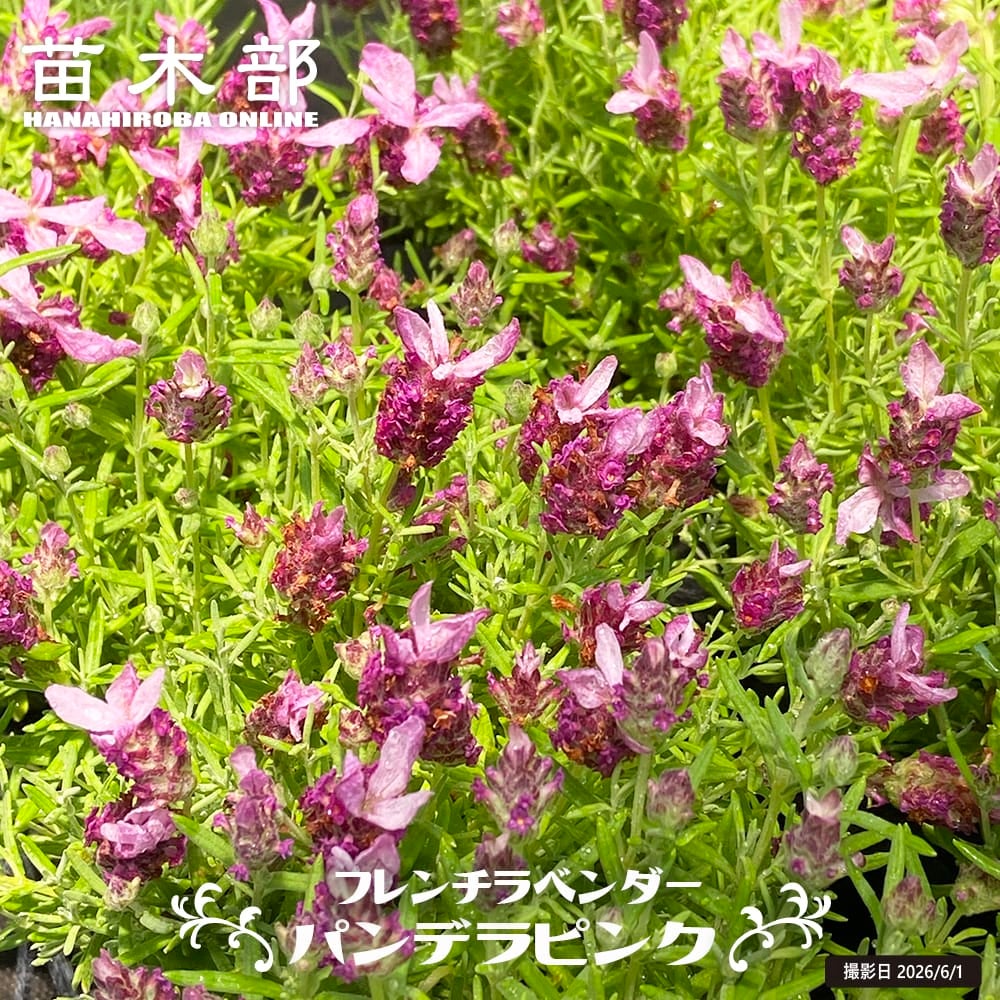 社交ダンス用薄いラベンダーピンク ラベンダー バンデラ ピンク ストエカス系 苗 販売 苗木部 By 花ひろば