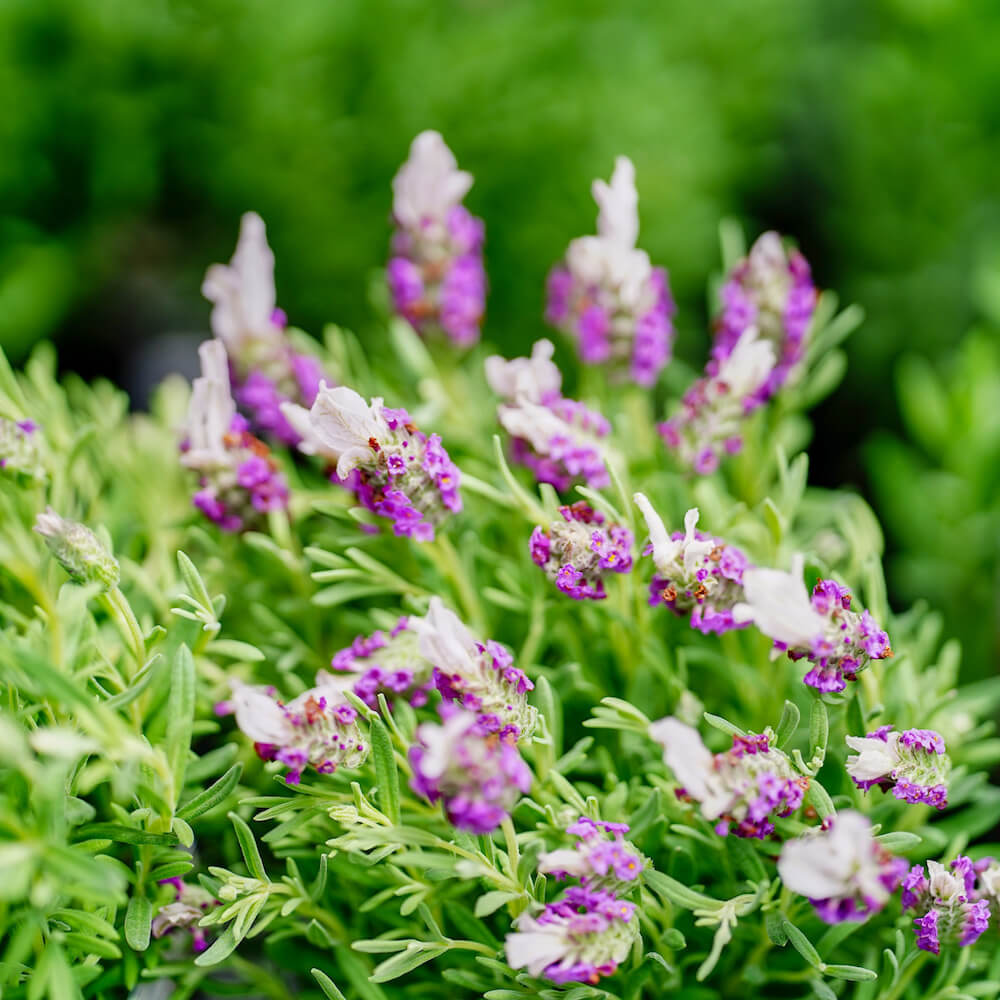 ラベンダー バンデラ ピンク ストエカス系 苗 販売 苗木部 By 花ひろば