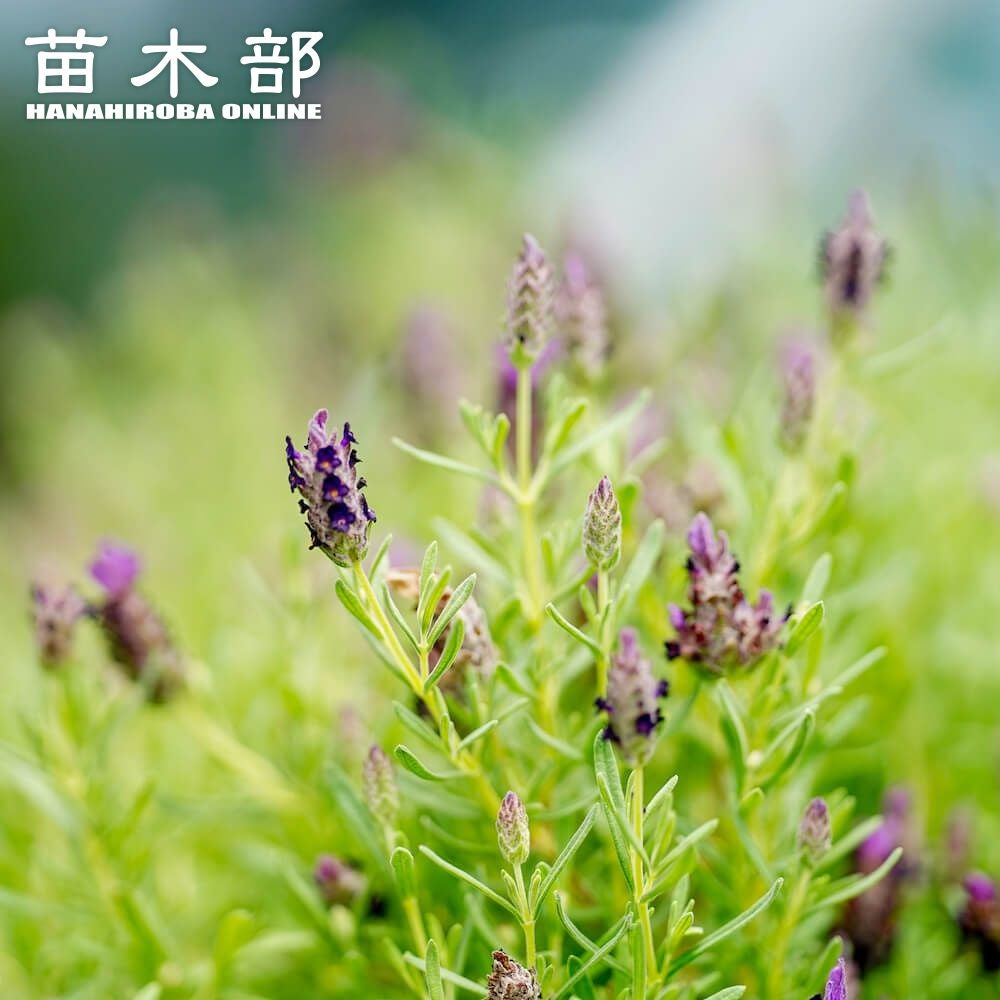 ラベンダー アヴィニョン アーリーブルー アングスティフォリア系 苗