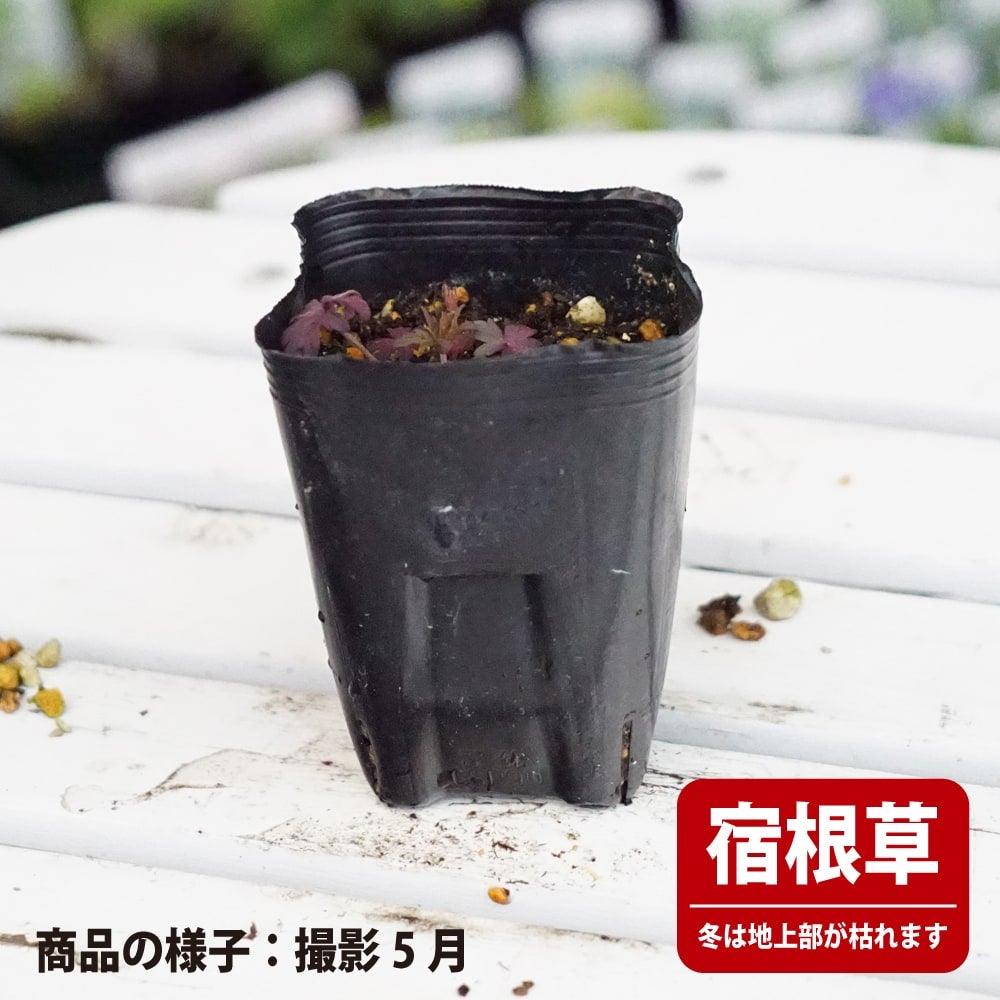 ゲラニウム ダークレイター プラテンセ系 苗 販売 苗木部 By 花ひろば