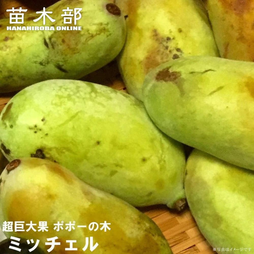 ポポー 苗木 【ミッチェル】 2年生接木苗 6号ロングポット
