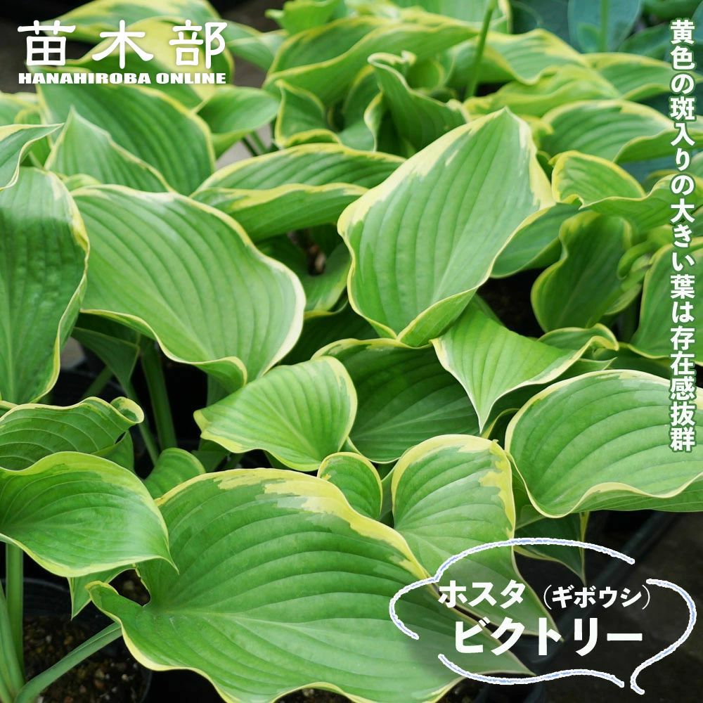 000000060501-01.jpg?size=l&w=